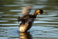 01 Tachybaptus ruficollis (Giovane di Tuffetto)